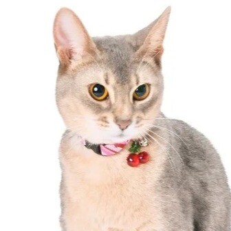 くすみブルー(さくらんぼ)わんちゃん猫ちゃん用襟つき首輪 さくらんぼチャーム付き♪春の猫首輪 | P2 DOG＆CAT | ショップブログ