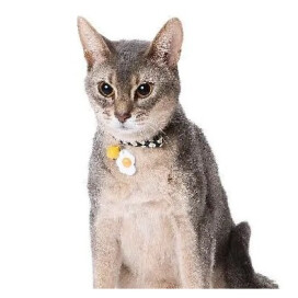 美味しそうな新作猫首輪♪