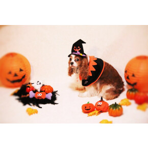 ペットと楽しむハロウィン ♪