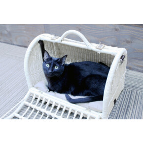 猫ちゃんのお洒落キャリーバッグ