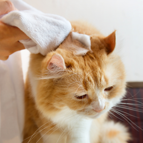 人気の猫用泡シャンプーがリニューアル☆彡