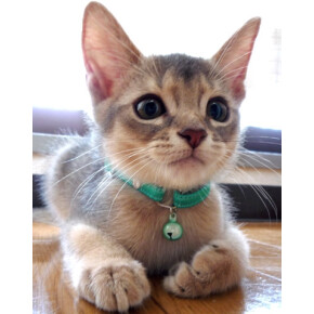 ベビーちゃんサイズの可愛い首輪♡エスケープカラーbaby