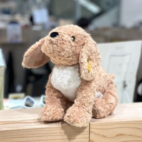 【新入荷】Steiff　ゴールデンドゥードルのベルノ🐶♡